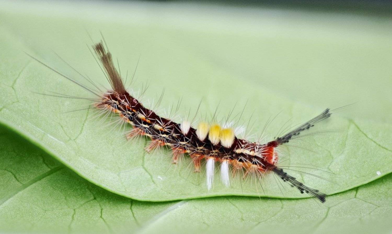 macro, closeup, insect, макро, насекомые, gnilenkov, Alexey Gnilenkov