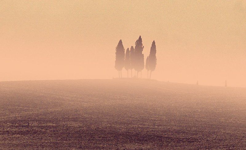 ёжики в тумнеphoto preview