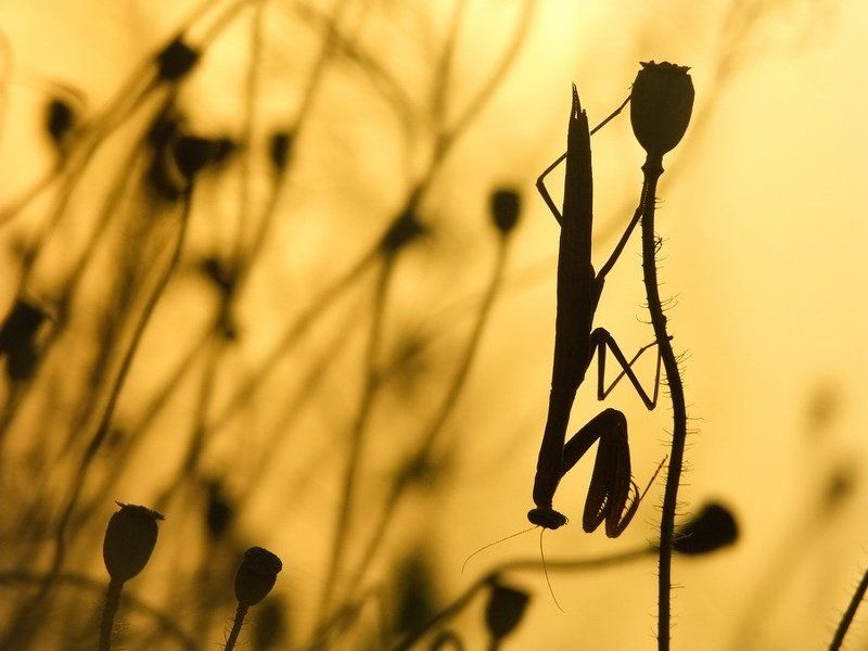 богомол МОНАХphoto preview