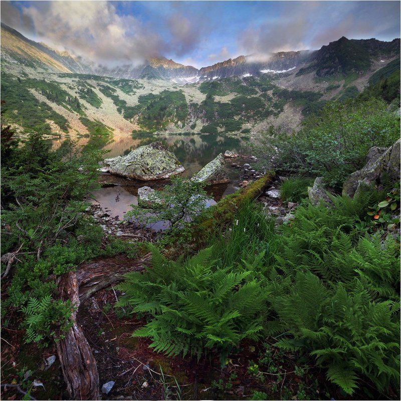 берег не топтанного папоротникаphoto preview