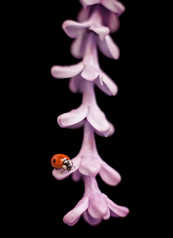 макро, сирень, божьякоровка, природа, весна, цвет, Запах весныphoto preview