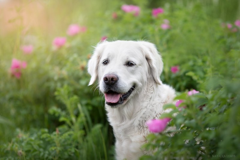 В цветахphoto preview