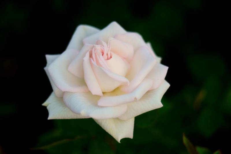 south korea, seoul, spring, rose, bokeh, macro, beautiful, close-up, flower Rose of junephoto preview