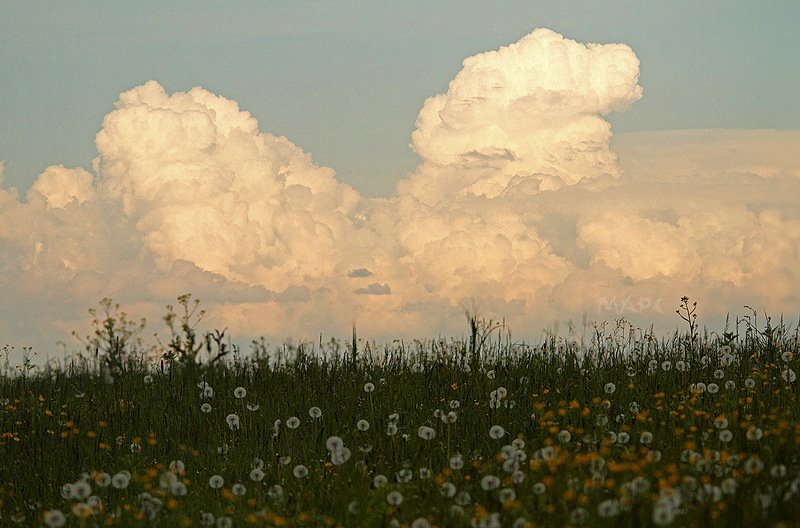 пейзаж лето одуванчики поле  облака Вот и лето пришло.photo preview