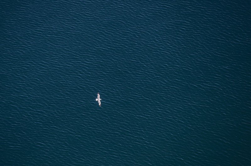 Байкал и чайка photo preview