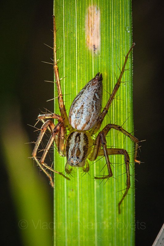 lynx spider, spider, Oxyopes lineatus, female, Northwestern Caucasus, Krasnodar Territory The lynx spider (Oxyopes lineatus) female / Паук-рысь (Oxyopes lineatus), самка фото превью
