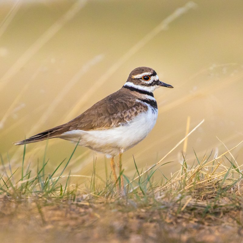 Killdeer фото превью