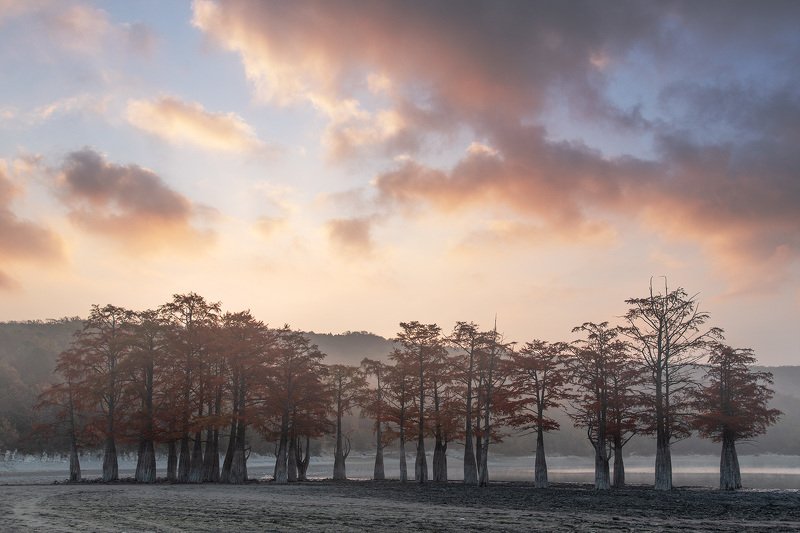 Кипарисы в Суккоphoto preview