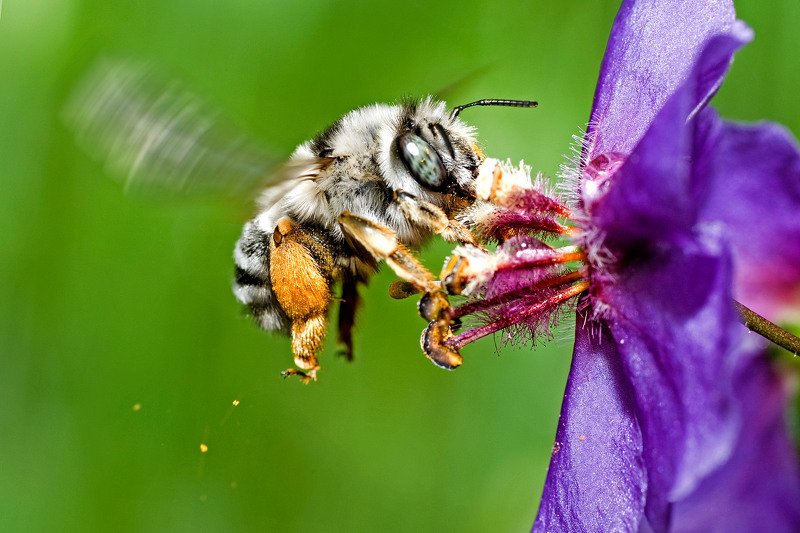 южный урал,оренбургская область, орск, новотроицк, Опыляя и роняяphoto preview
