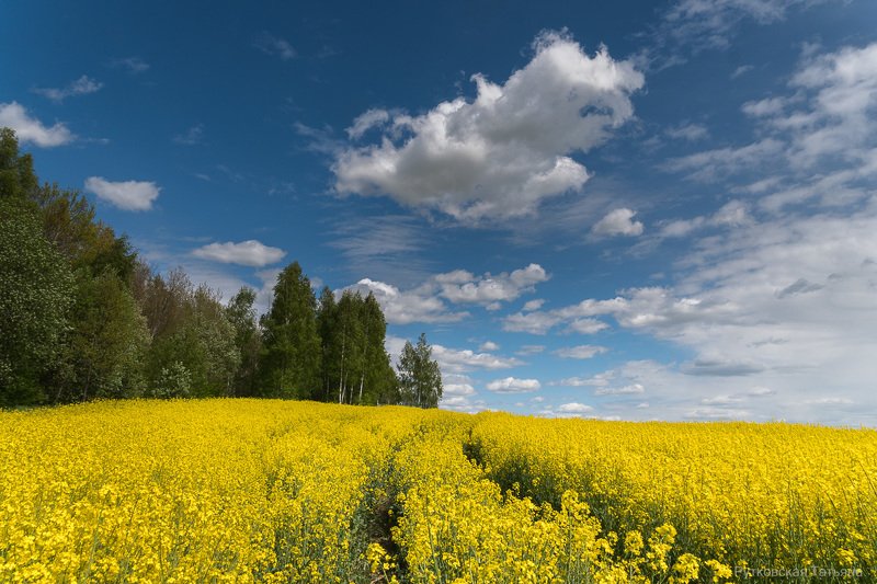 Над рапсовым полемphoto preview