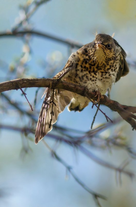 дроздрябинник, пушкин, царсокесело, царское, птицы Птенчик;)photo preview