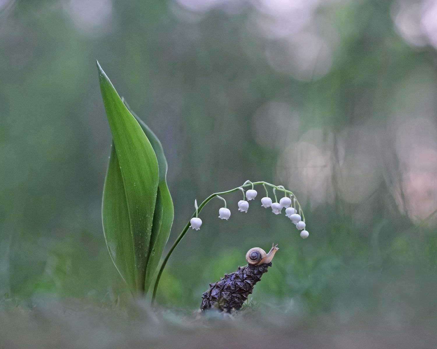 ландыши, закат. весна, улитка, Александр Гвоздь