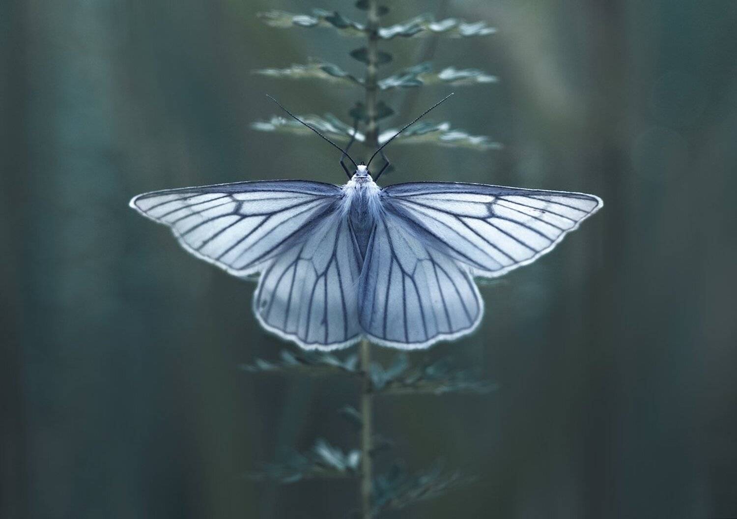 ***. Автор: Баранов Олег бабочка, свет, macro, Баранов Олег