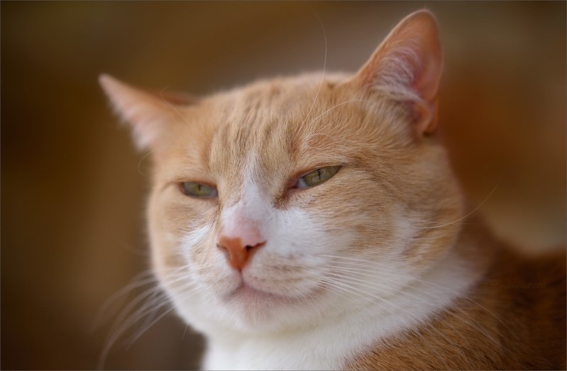 кошки, портрет Кошачий лордphoto preview