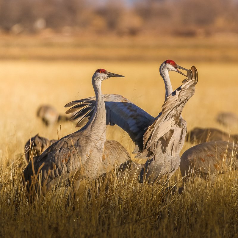 Sandhill cranes fight фото превью