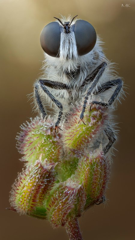 ктырь, robber fly Серый братphoto preview