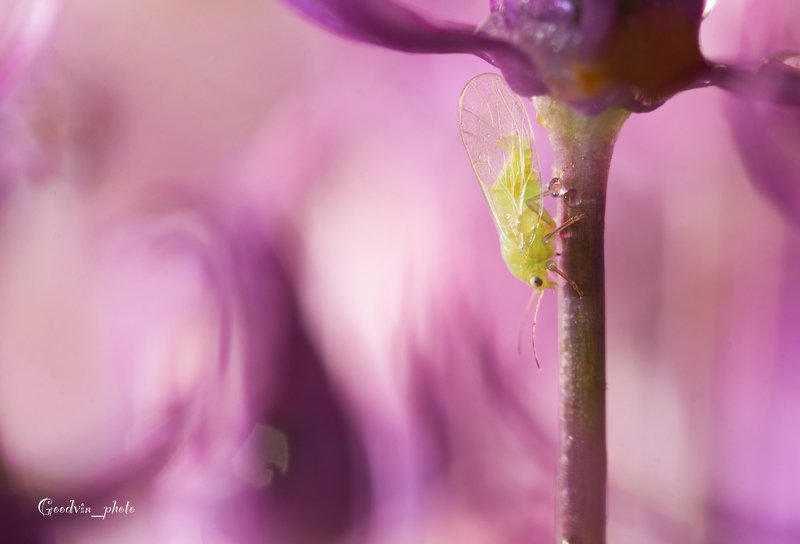 В стране чудесphoto preview