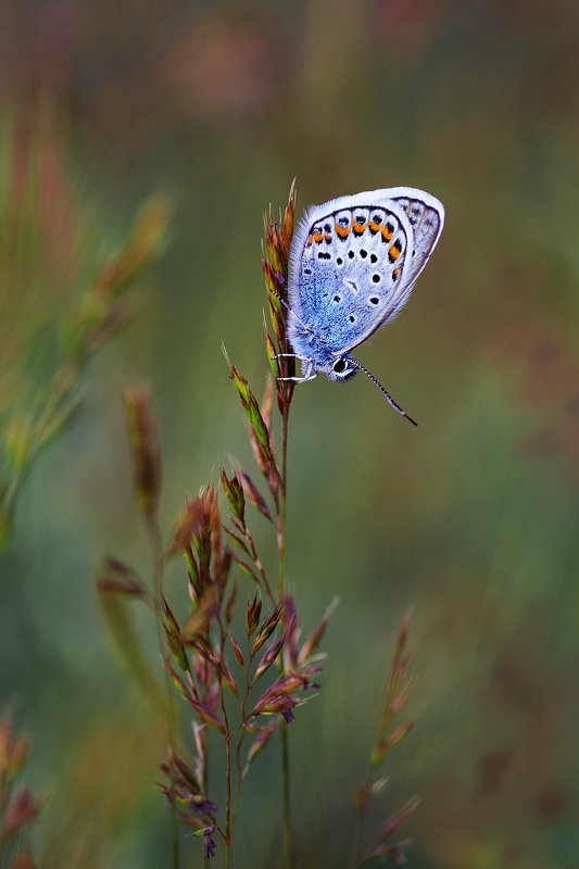 tokina 100 macro, macro lens, beautiful, красивый, moment, момент, nature, природа, wildlife, summer, лето, летняя, spikelets, колоски, insect, насекомое, butterfly, бабочка, голубянка, Момент спокойствия и тишины...photo preview