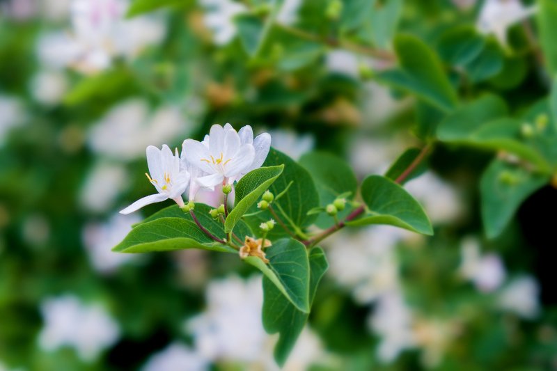 весна, цветы  Не обычное рядом. photo preview