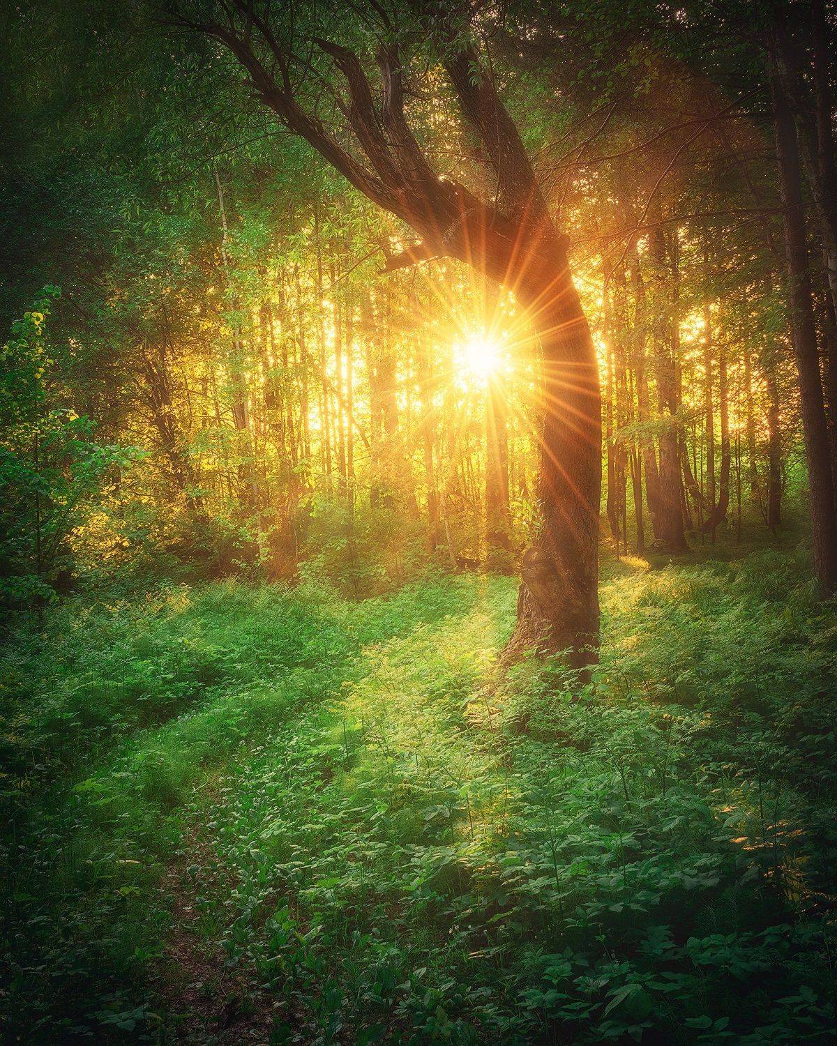 Magical forest. Автор: Кирилл Кузнецов Лес, дерево, солнце, пейзаж, Пермский край, закат, вечер, Кирилл Кузнецов