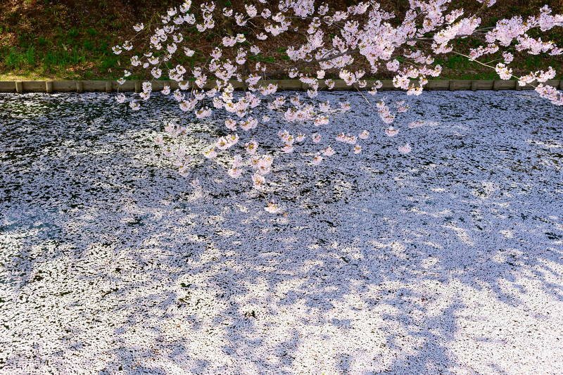 japan, aomori, spring, cherry blossom, petals, sakura, landscape, flower, travel, garden, Cherry blossom petalsphoto preview