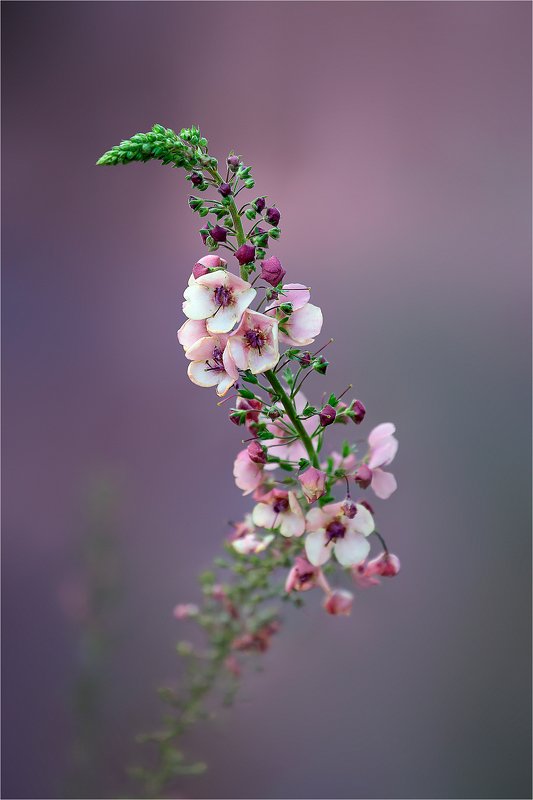 Воспоминаний сон...photo preview
