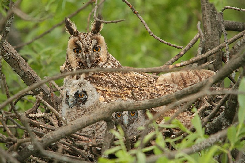 животные птица ушастая сова птенцы гнездо лето Семейный портретphoto preview