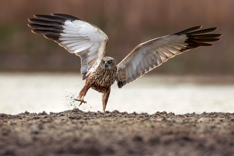Błotniak stawowy, ptak, drapieżnik, ptak drapiezny Błotniak stawowyphoto preview