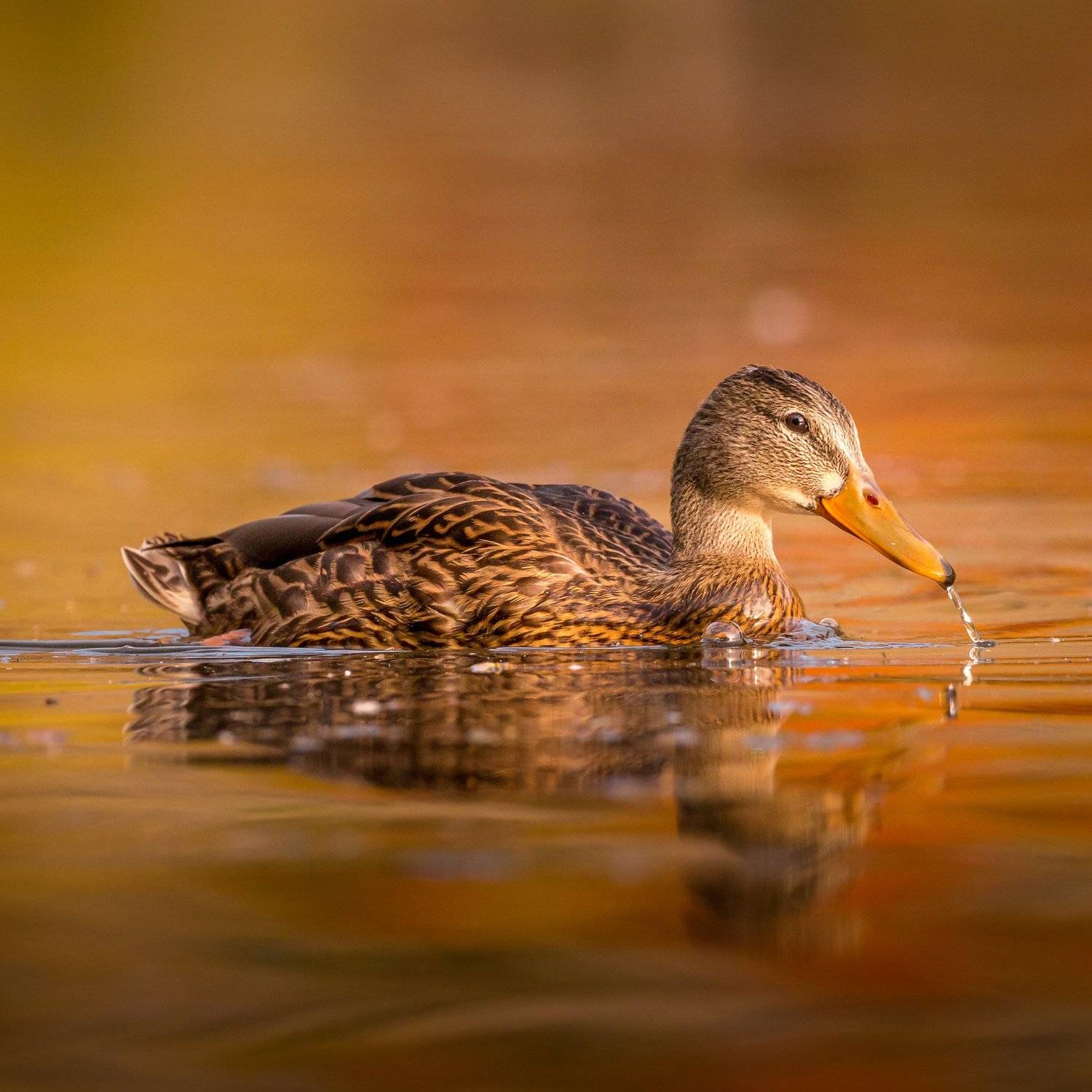 Mallard. Автор: Илья Данилов , Илья Данилов