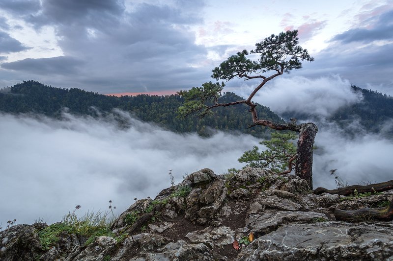 Hard Treephoto preview