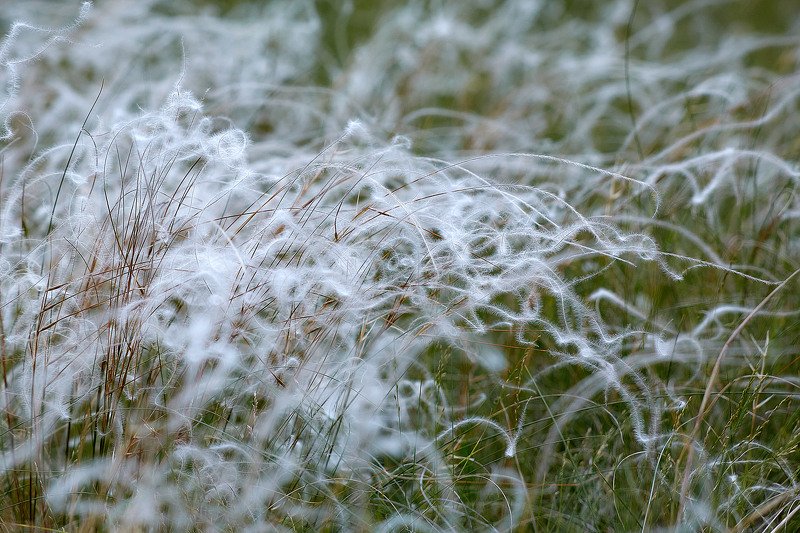 южный урал,оренбургская область, орск, новотроицк, Ковыль... фото превью