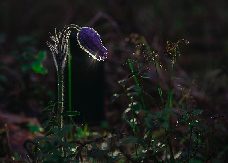 Сон-траваphoto preview