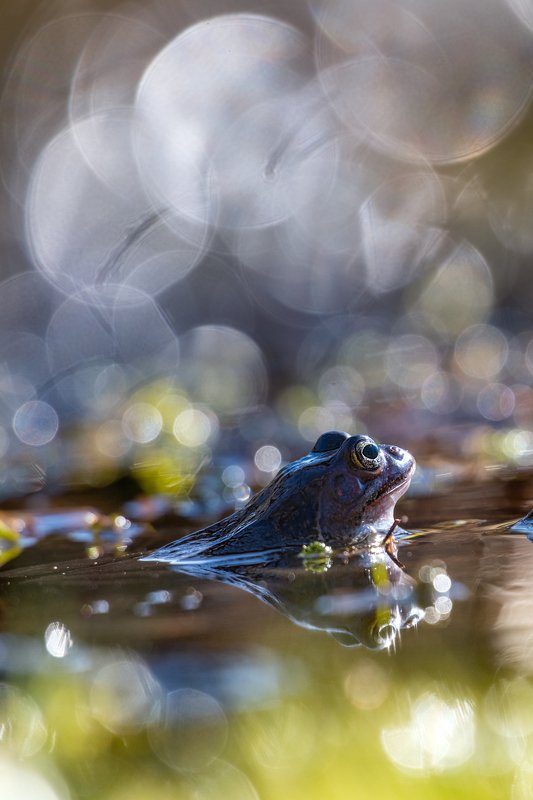 macro, bokeh, vintage lens, nature, frog, fauna frogphoto preview