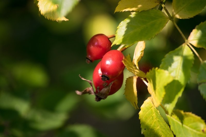 природа, ягоды, цветы, тепло, зелень ...photo preview