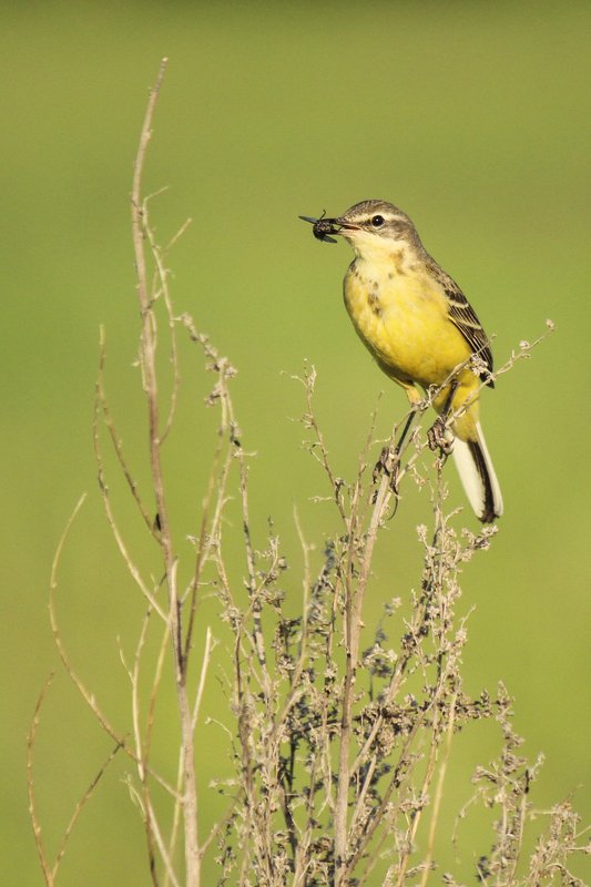 птицы.весна,насекомое, Ужин...photo preview