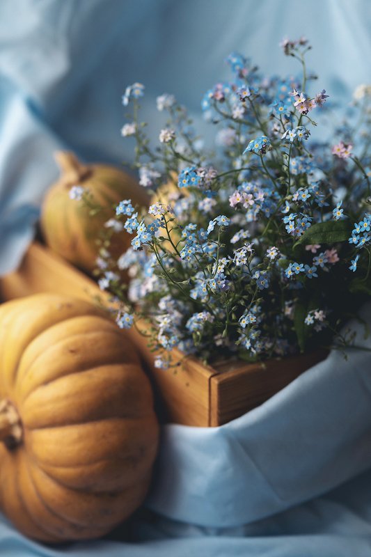 натюрморт, незабудки, лето Незабудкиphoto preview