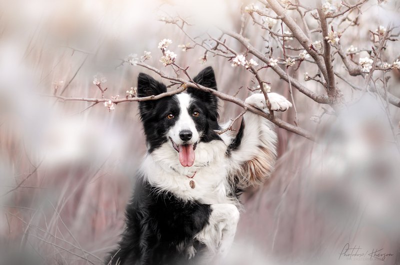 собака, анималистика, портрет, весна Бордер коллиphoto preview