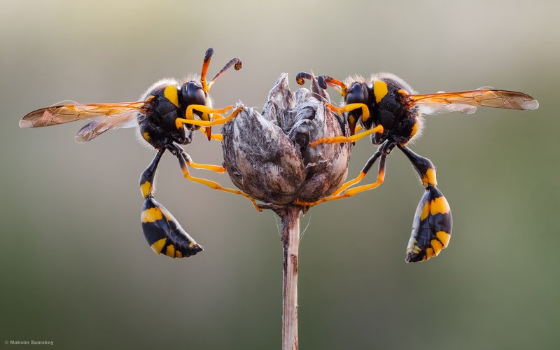 макро,стекинг,индустар-90у,утро,оса Утро на двоихphoto preview