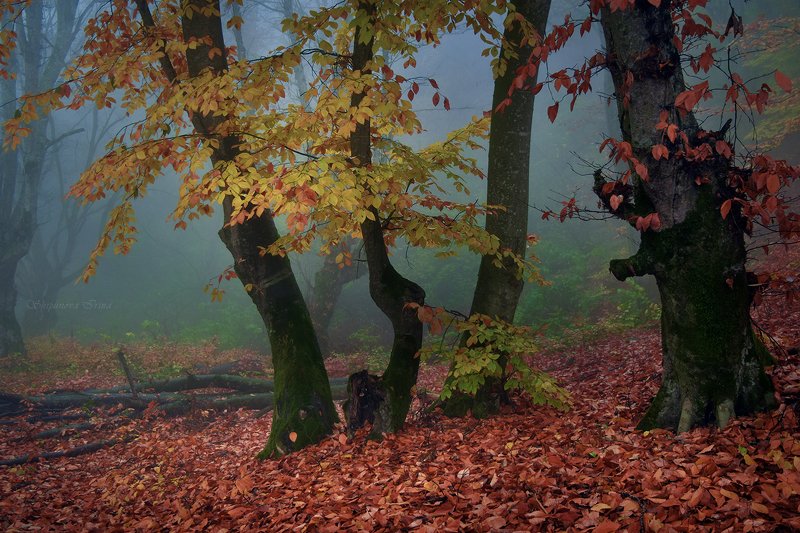 Вспоминая осень...photo preview