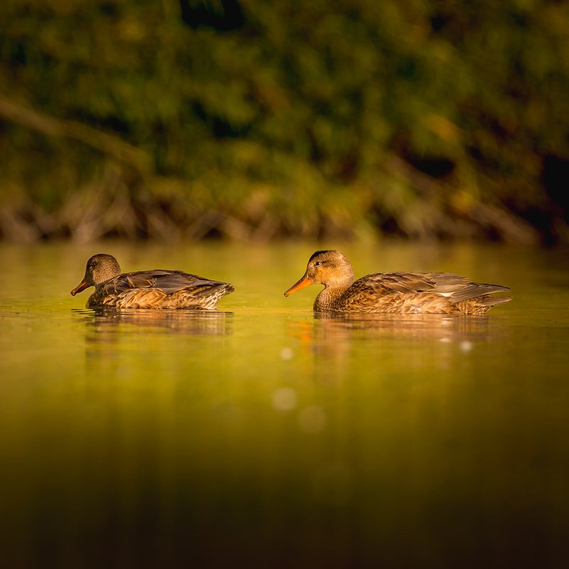 Mallard фото превью