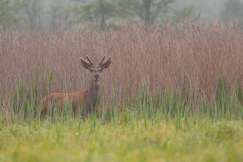 Jeleń photo preview