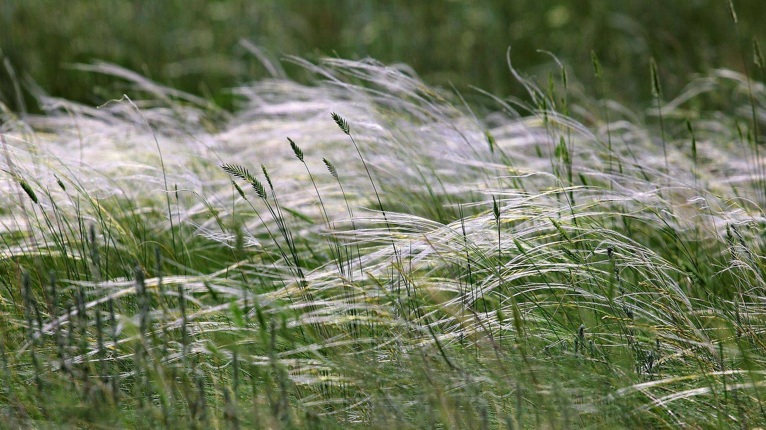 Ковыльная. Автор: Качурин Алексей южный урал,оренбургская область, орск, новотроицк,, Качурин Алексей