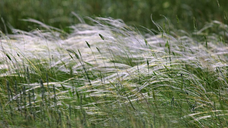 южный урал,оренбургская область, орск, новотроицк, Ковыльная фото превью