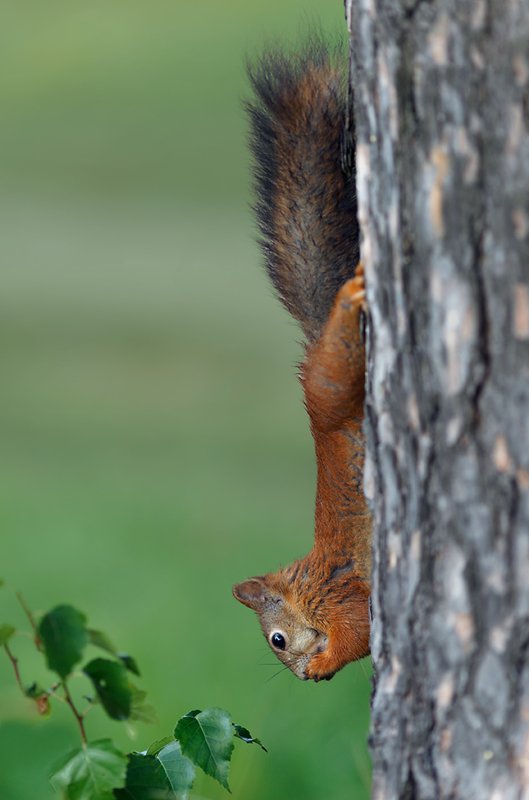 белки, павловскийпарк, павловский, животные На рассвете)photo preview