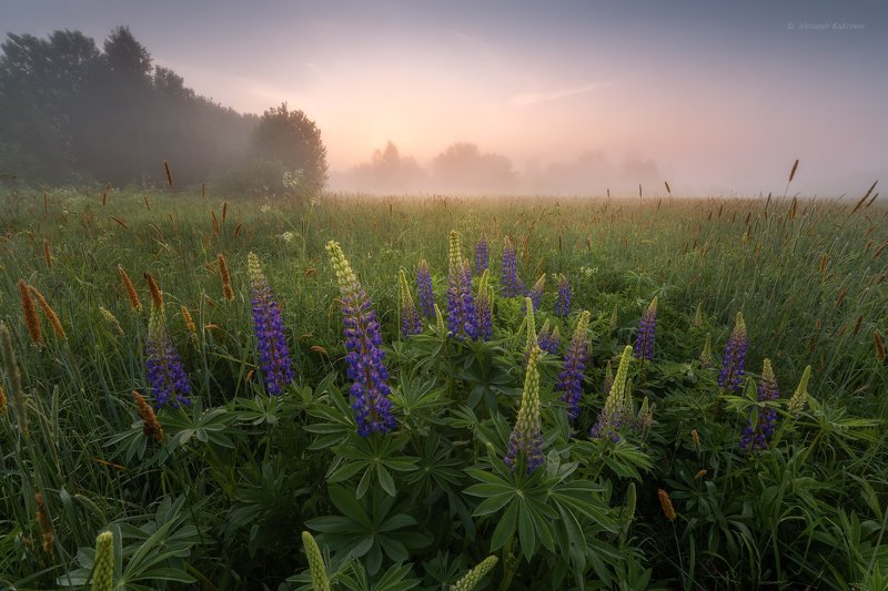 угра,утро,пейзаж,рассвет,туман,люпины,поля Зацветает лето...photo preview