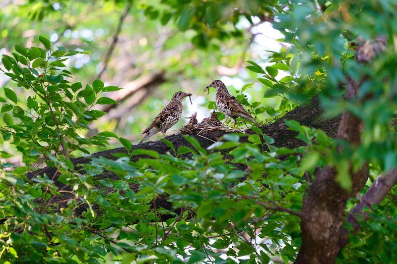 south korea, gyeongsangbukdo, gyeongju, animal, bird, june, tree, Tiger Thrush-Raise bird chicksphoto preview