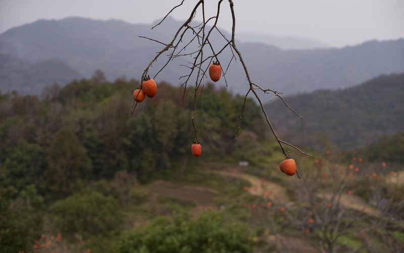 landscapes плоды осени photo preview