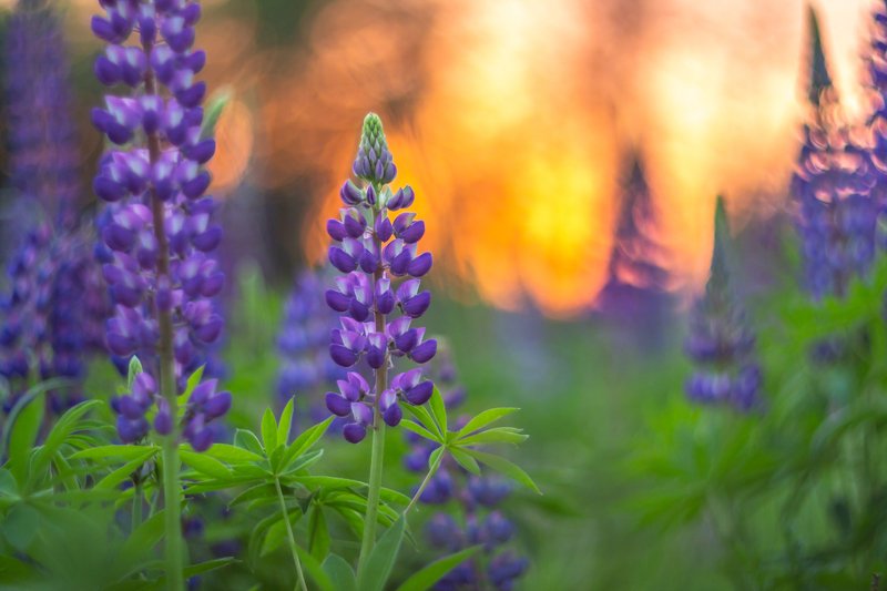 лес, люпины, цветы, лето Начало летаphoto preview