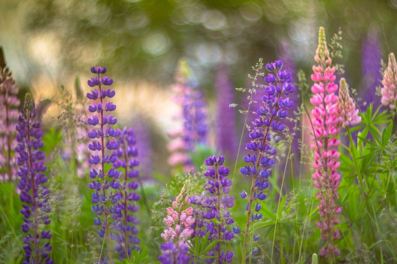 лес, люпины, цветы, лето Летоphoto preview