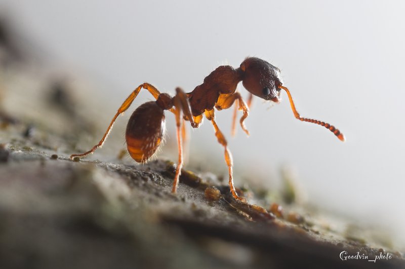 муравей, лес, макро, природа, красота, насекомые На лесной тропинке...photo preview